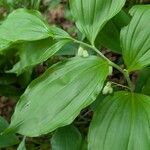 Polygonatum latifolium 葉