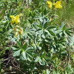 Thermopsis alpina