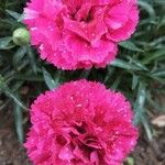 Dianthus caryophyllusŽiedas