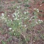 Heliotropium longiflorum आदत