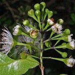 Syzygium maire Flower