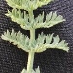 Chaerophyllum andicola Leaf