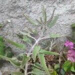 Kalanchoe rosei Leaf