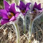 Pulsatilla grandis Flor