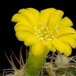 Rebutia neocumingii 花