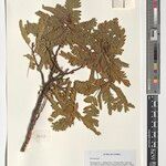 Aeschynomene pararubrofarinacea अन्य