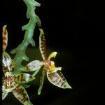 Phalaenopsis cornu-cervi Цвят