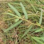 Chamaecrista mimosoides Hoja