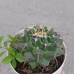Mammillaria winterae 葉