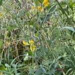 Lathyrus pratensis Habit