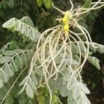 Sophora tomentosa Ffrwyth