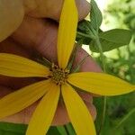 Coreopsis major 花