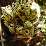 Rhapidophyllum hystrix Цвят