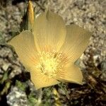 Mentzelia involucrata Flower