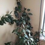 Ficus elastica عادت داشتن