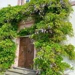 Wisteria sinensis Costuma