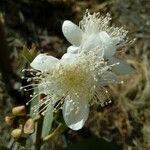 Eugenia buxifolia Virág