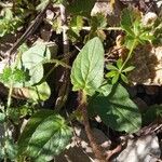 Prunella hastifolia Likasa