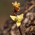 Hexalobus monopetalus फूल