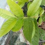 Syzygium polyanthum ᱥᱟᱠᱟᱢ