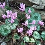 Cyclamen purpurascensFlower