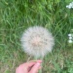 Tragopogon dubiusFlower