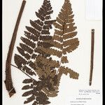 Cyathea cyatheoides Folla