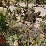 Banksia baueri Hábito