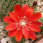 Rebutia deminuta Flor