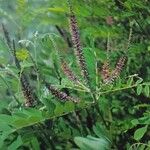 Amorpha fruticosa Квітка