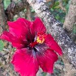 Hibiscus fragilisBlüte