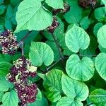 Aralia racemosa Leaf
