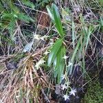 Angraecum striatum Ďalší