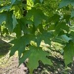 Acer macrophyllum Folha
