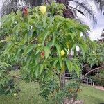 Gossypium barbadense Floare