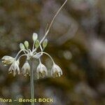 Allium oporinanthum 其他