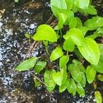 Alisma subcordatum Yaprak