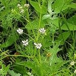 Coriandrum sativum Λουλούδι