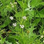 Coriandrum sativum Квітка