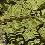 Caesalpinia coriaria Blatt