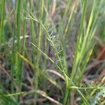 Trocdaris verticillata Blatt