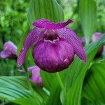 Cypripedium macranthos Blüte