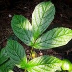 Cordia nodosa Blatt