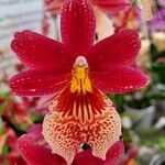 Cattleya wittigiana Цвят