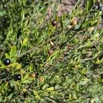 Jasminum fruticans Leaf