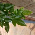 Poecilanthe parviflora Hoja