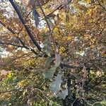 Quercus pyrenaica Blatt