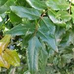 Berberis repens Feuille