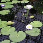 Nymphaea elegans Floare