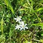 Ornithogalum gussonei Цвят